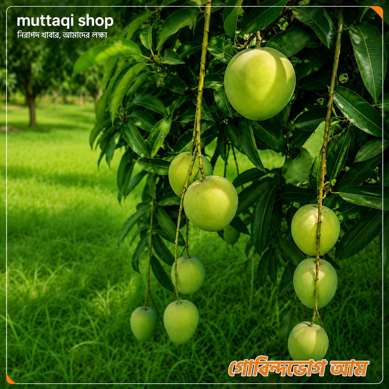 গোবিন্দভোগ আমের ভেতরের রসালো শাঁস - Gobindobhog mango juicy interior