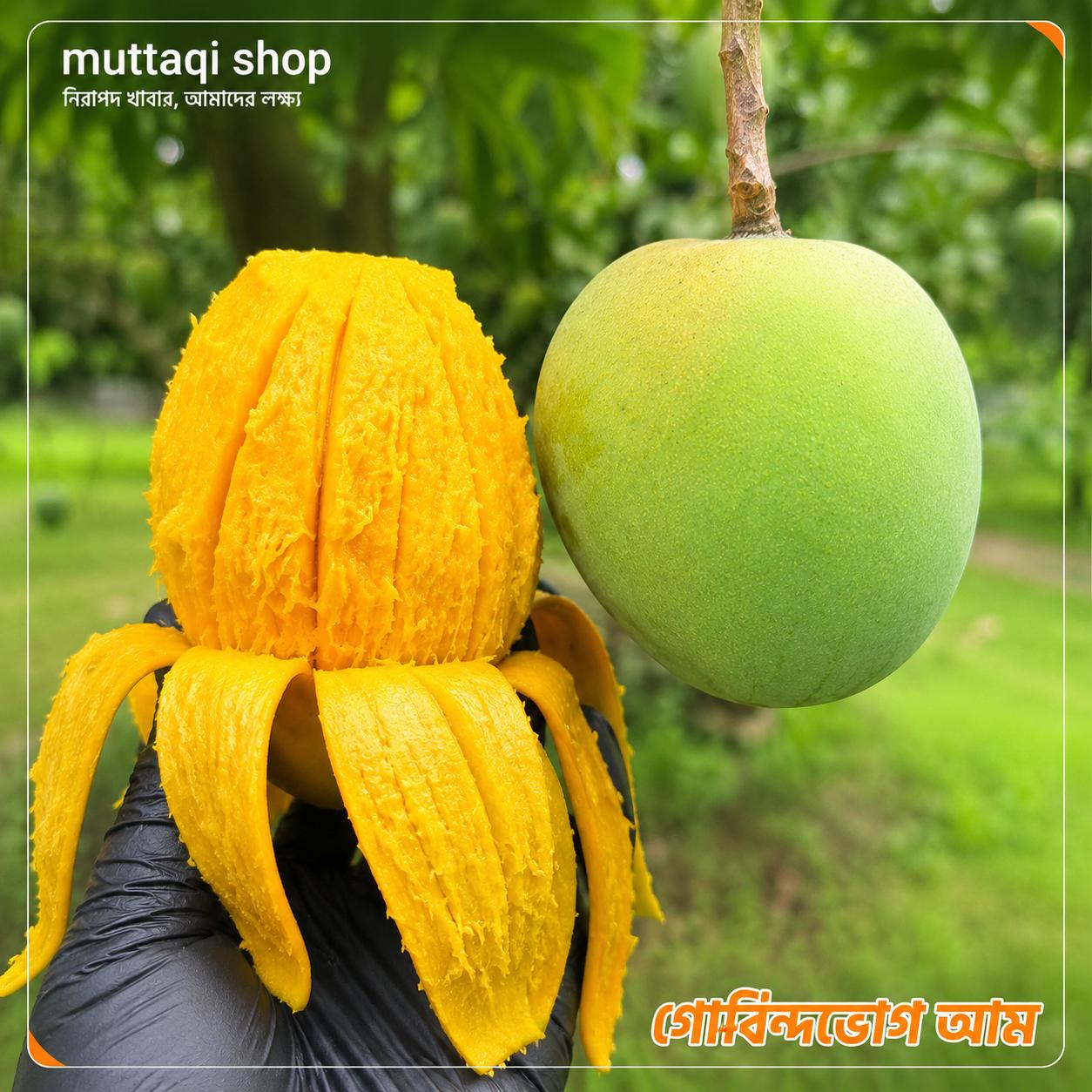 হাতে ধরা বড় সাইজের আম - Large mango held in hand
