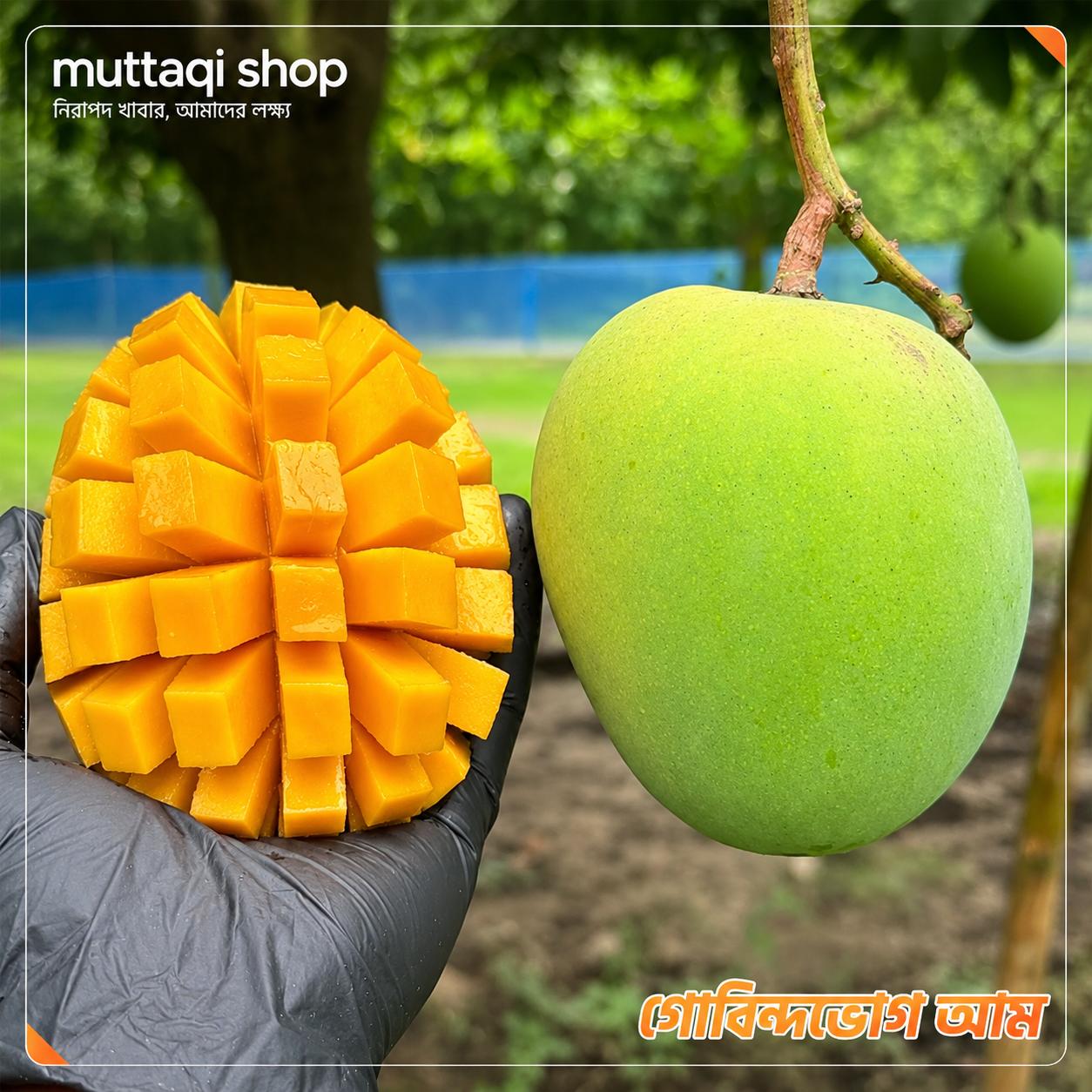 যত্নসহকারে প্যাকেজিং - Careful mango packaging