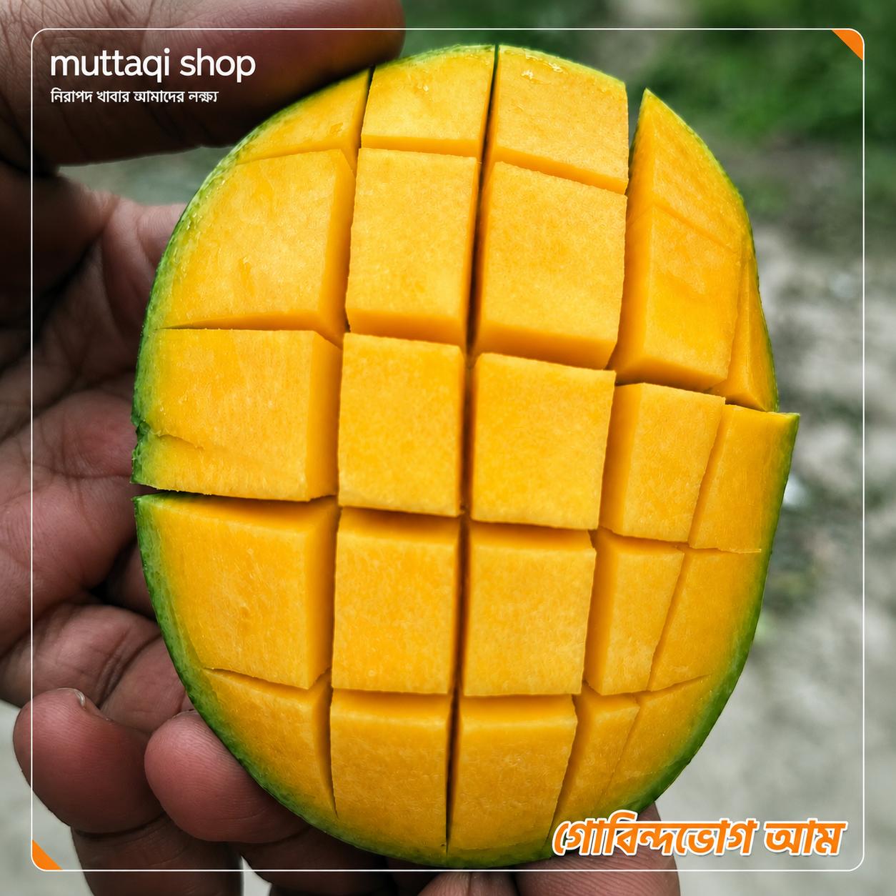 বাগানে ঝুলন্ত আম - Mangoes hanging in the orchard